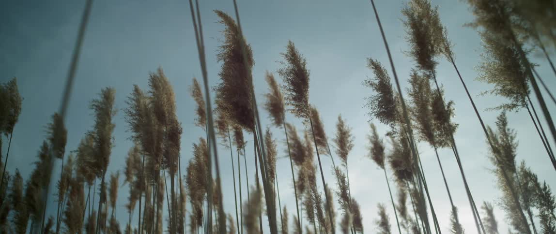 View of yellow wheat from below on a cloudy day