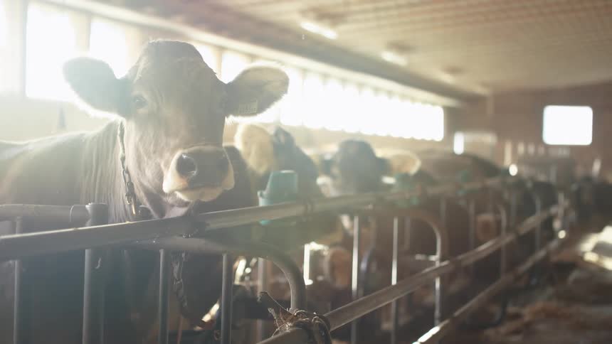 A cow leashed up in a metal stall in a barn