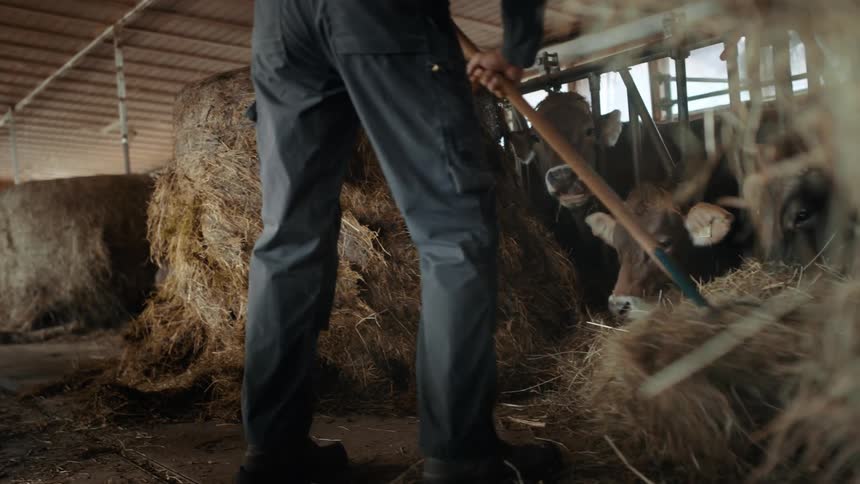 A farmer spread hay with a pitchfork feeding cows in stalls