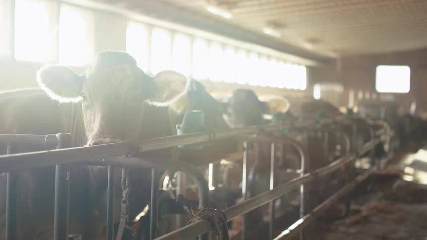 Cows in a barn behind a barrier waiting to be fed