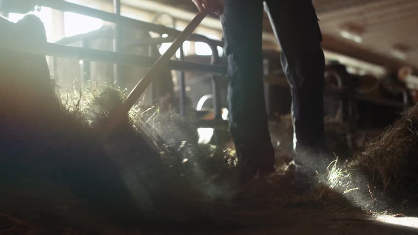 A farmer uses a pitchfork to move hay in front of his pen of cows