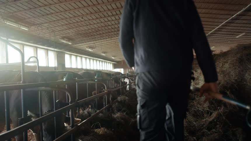 A man with a pitchfork in a barn with cows and hay