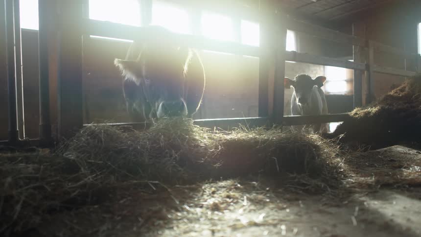 A cow and calf inside a barn eating hay