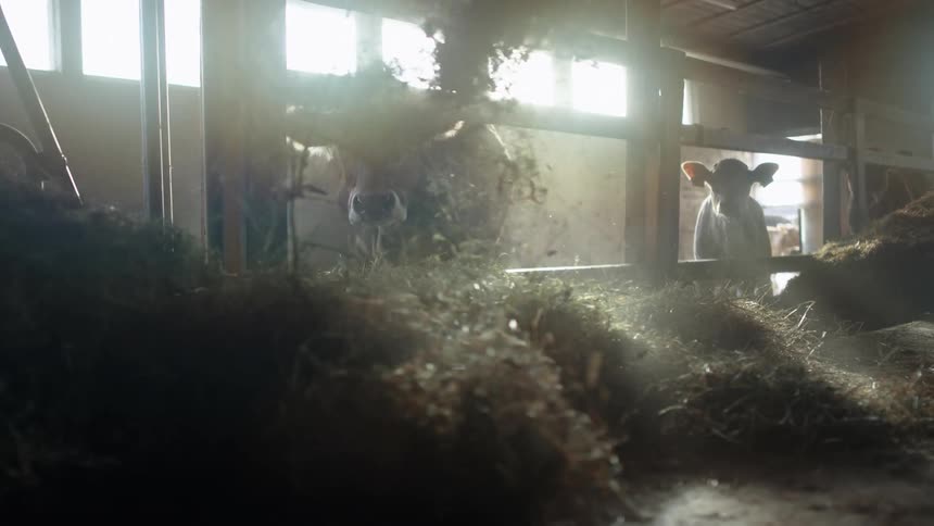 A person kicks up hay with a pitchfork inside a cow barn