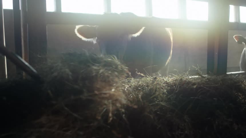 Cows looking out from corral as hay is being piled together