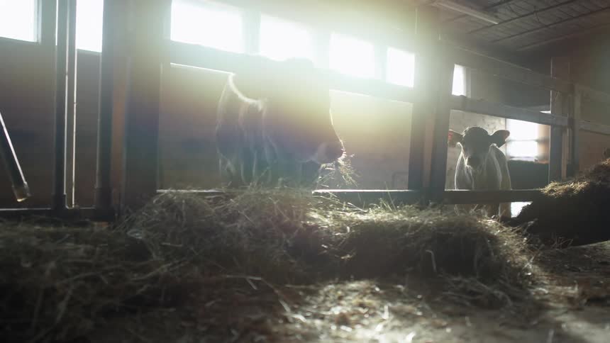 Cows eating hay in a barn during the day