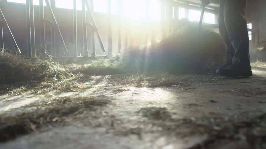 A person uses a pitchfork to collect hay from a barn floor