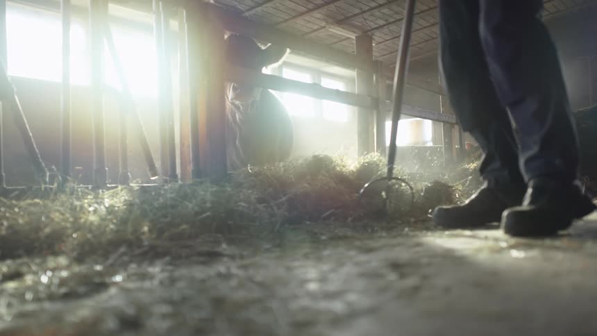 A farmer rakes straw into a cow barn