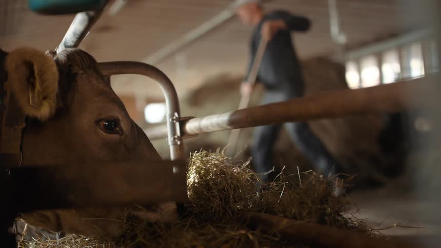 A man collects hay in a barn with a pitchfork beside a cow and fencing