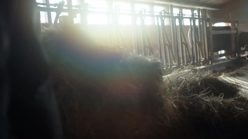 A person shovels hay together in a barn