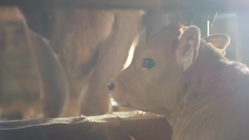 A calf standing near a wooden fence inside a barn