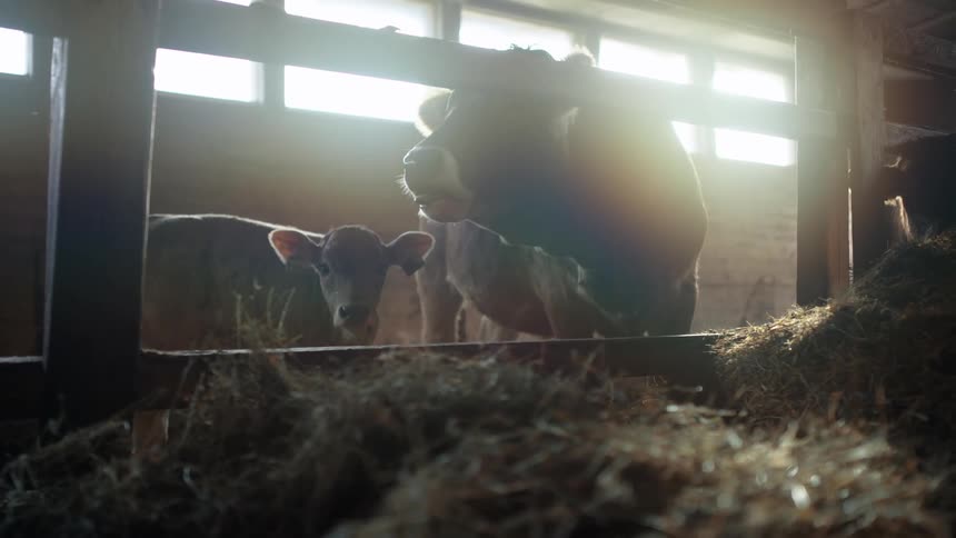 A cow and a calf chew hay in a barn