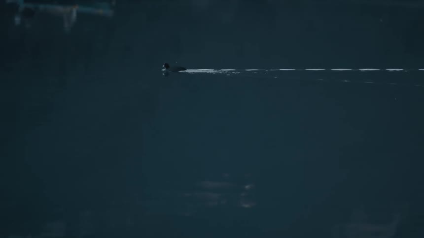 A duck swimming across a lake during the day