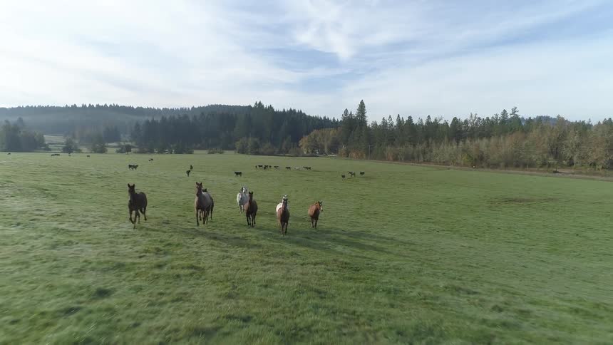 Herd of horse runs across meadow away from forest and cattle herd