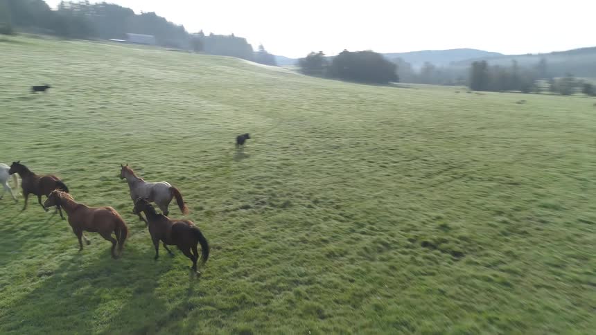 Horses running on a grassy field