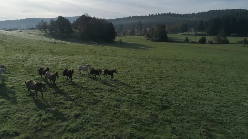 Aerial view of horses running on the green field in the countryside