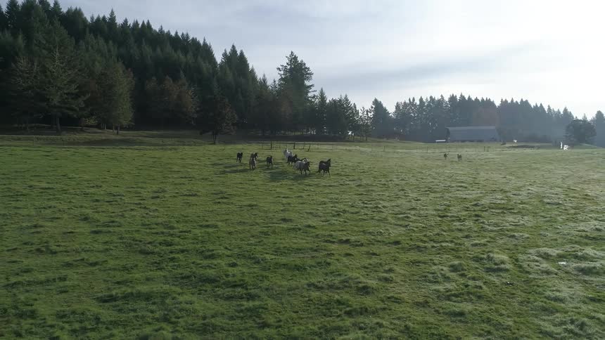 Bunch of horses walking through a grass field together