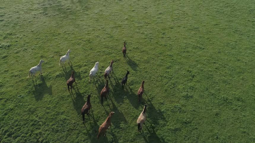 Horses running through a grass field together