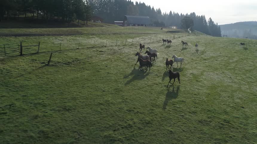 Horses run on the green field in the countryside