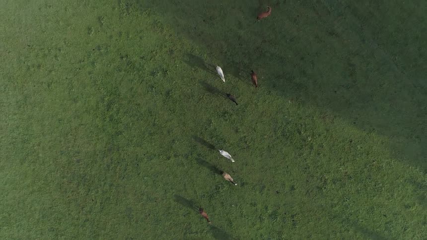 Wild horses running in a field
