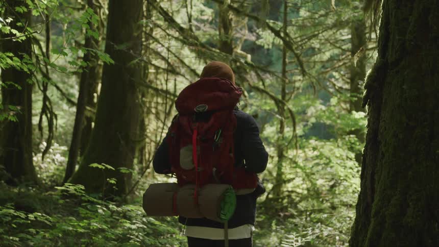Backpacker standing in the forest surrounded by trees observing nature