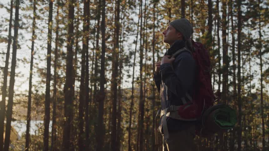 A male hiker stands and looks up at the tall trees in the forest at sunset