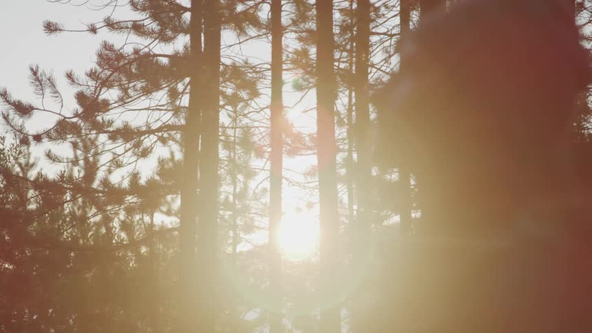 A hiker stands in profile looking up as the sunlight shines and glares through the forest trees