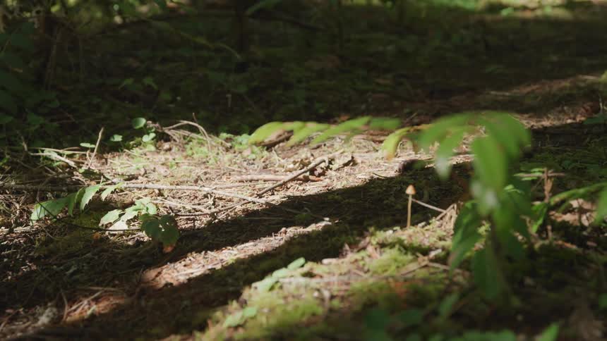 Man walks along the forest track in the woods