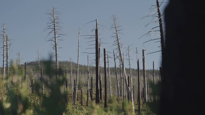 Plants and trees without leaves with the sky in the background