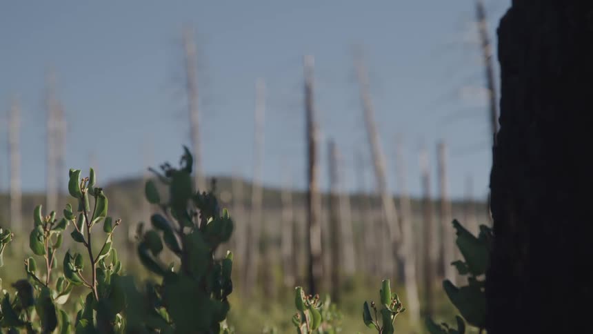 Plants way in the breeze with mountain on the horizon