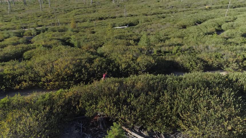 A person walks through a field or vineyard pathway