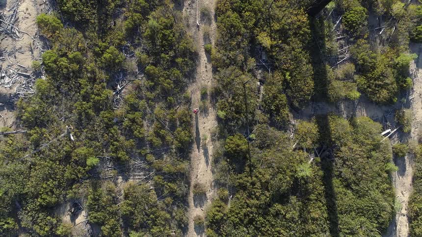 Person hikes along path among bushes and trees