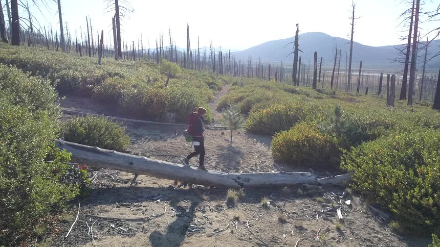 Backpacker walking across a fallen tree on a dry river bed