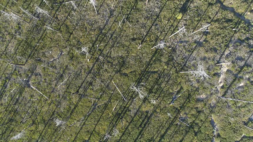 Birds eye view of barren trees