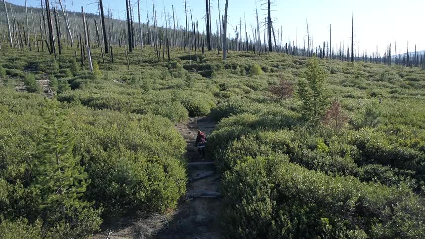 Aerial view of a man walking along the dirt road surrounded by dead trees on the shrubland