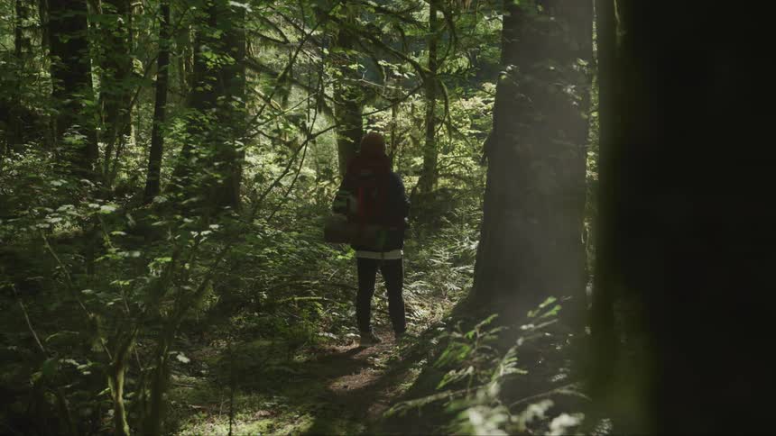 Man stands and looks up at the tall trees in the woods