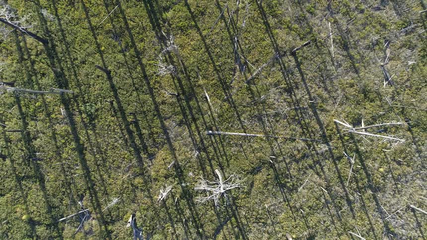 Trees and branches in a forest