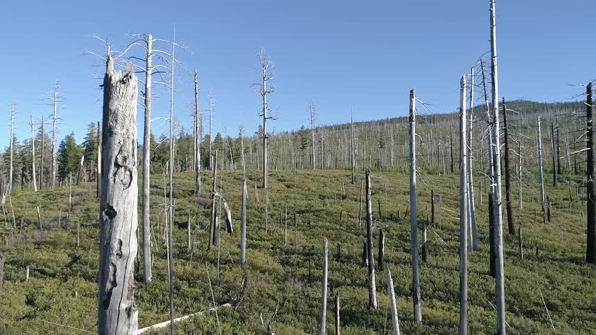 Dead trees stand near a forest of live trees on green hills under a clear blue sky