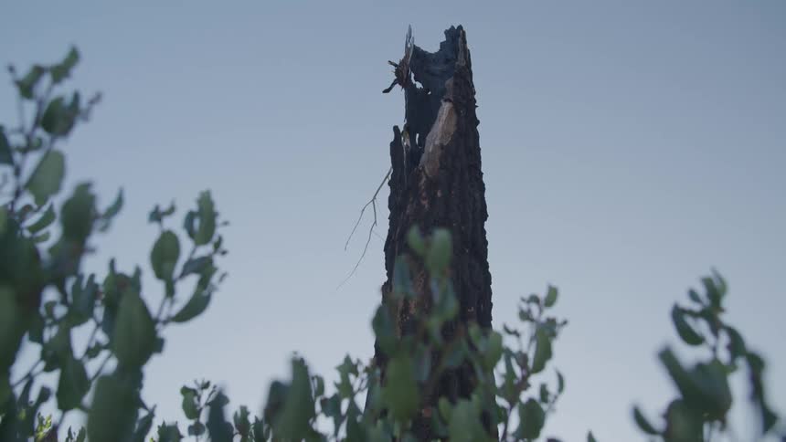 Dead topless tree trunk stands among bushes against a clear blue sky