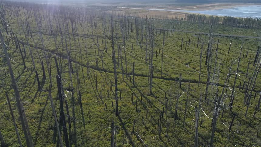 An aerial view of burned trees in a forest
