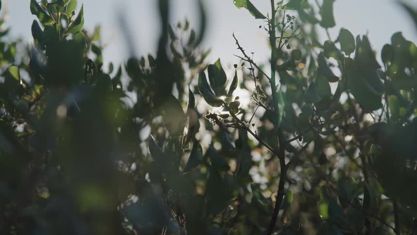 The sun shines through the green leaves