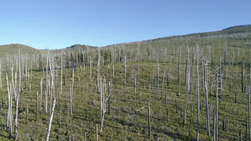 The trees on the hill are barren
