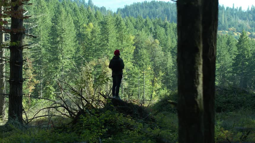 Person standing on tree stump observing the forest around him