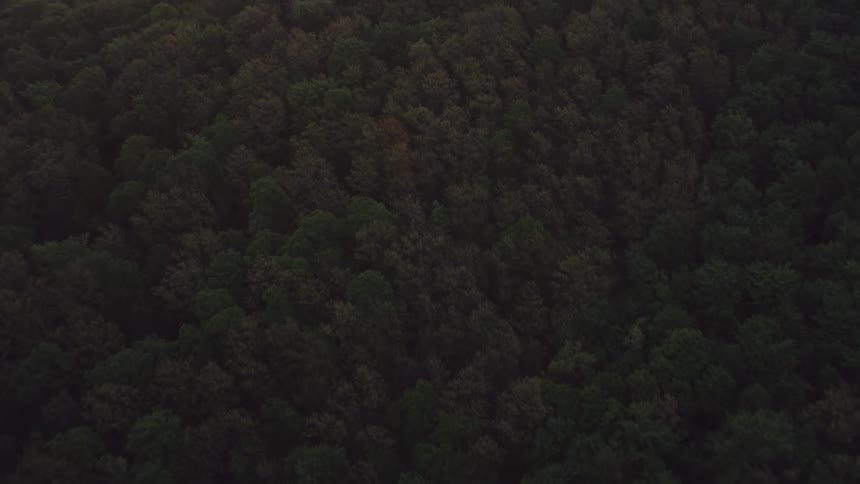 Aerial view of the dense forest at sunset
