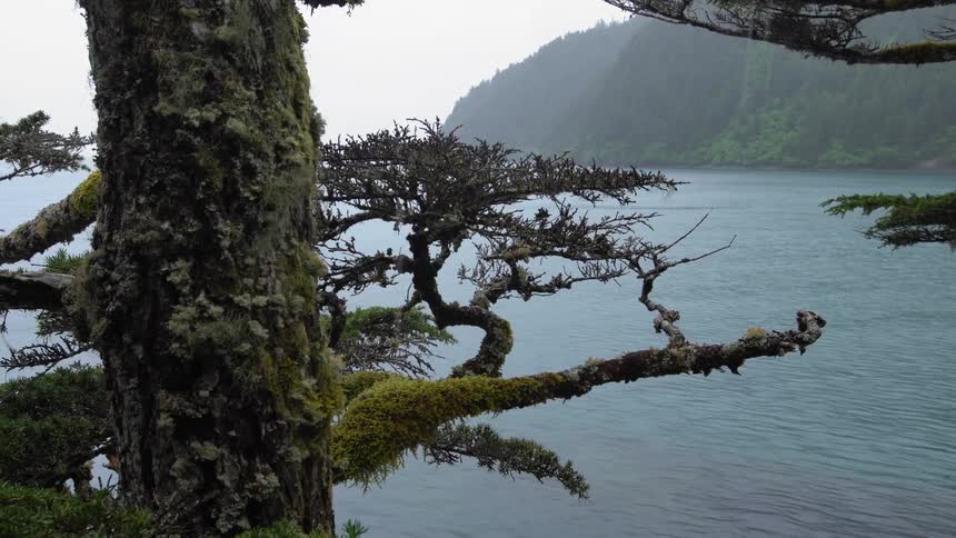 A tree next to a lake with land and sky in the background