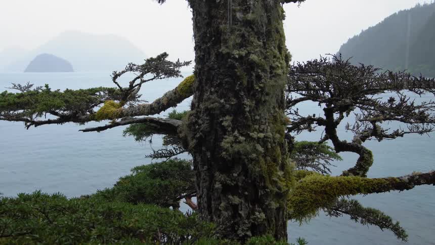 A lone tree in front of a lake on a rainy day
