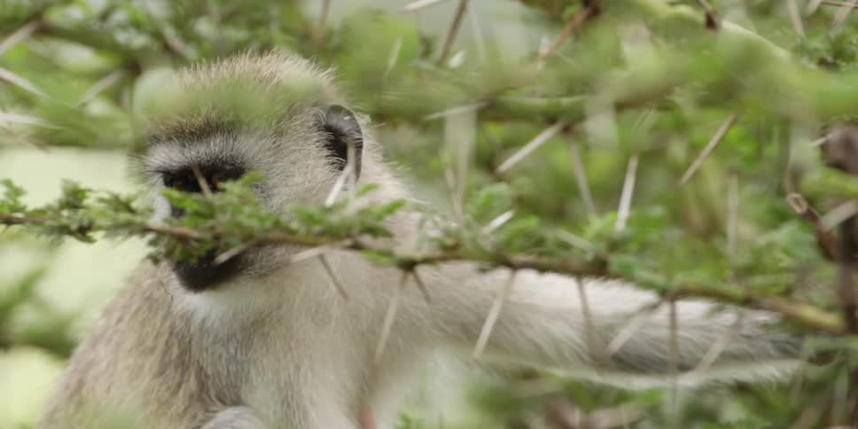Gibbon sits watchfully in a tree