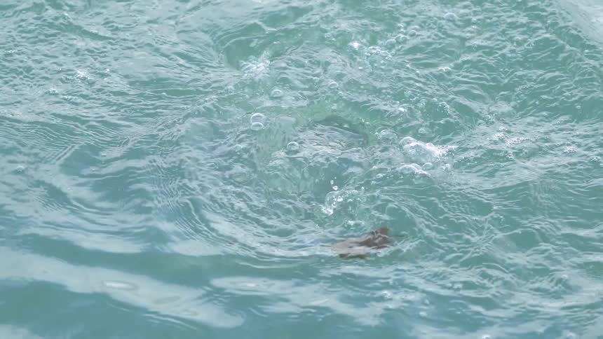 An otter plays in the water