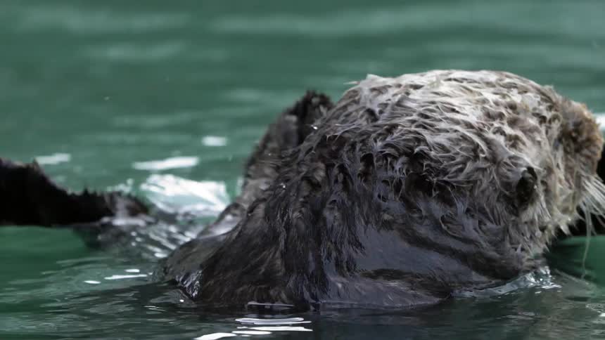 The seal is spinning around in the water