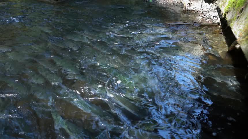 The fish swim in the stream